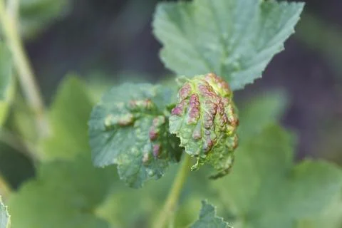 Currant leaf damaged by gall mite on plant in natural garden setting Stock Photos