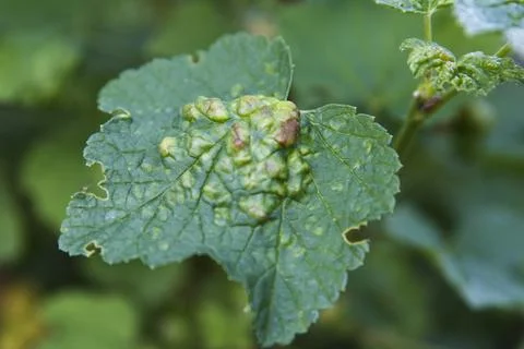 Currant leaf damaged by gall mite on plant in natural garden setting. plant.. Stock Photos