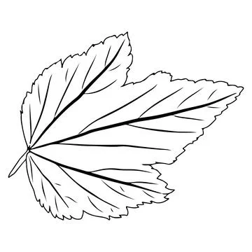 Currant leaf in doodle style. Vector illustration on white background. Stock Illustration