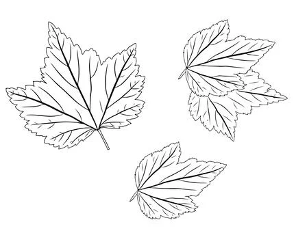 Currant leaf in doodle style. Vector illustration on white background. Stock Illustration