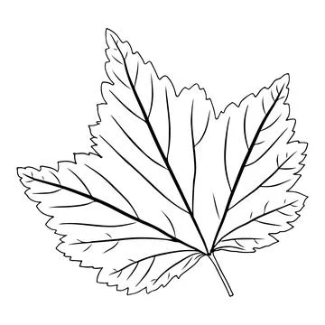 Currant leaf in doodle style. Vector illustration on white background. Stock Illustration