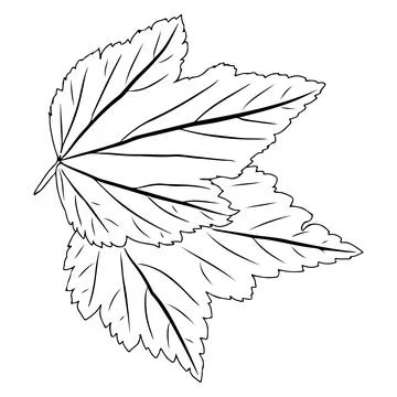 Currant leaf in doodle style. Vector illustration on white background. Stock Illustration