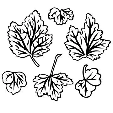 Currant leaf in doodle style. Vector illustration on white background. Stock Illustration