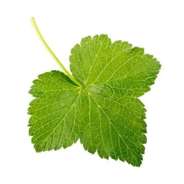 Currant leaf isolated on white background Stock Photos