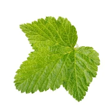 Currant leaf isolated on white background Stock Photos