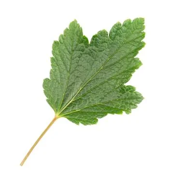 Currant leaf isolated on a white background. Stock Photos