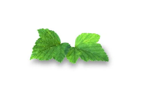 Currant leaf isolated on white background. elements for design Stock Photos