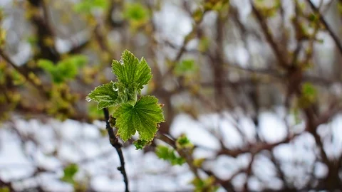 Currant leaf on snow background Stock Footage 128797210