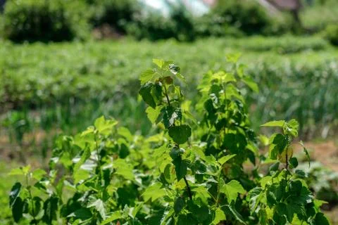 Currant leaves in backlight. Stock Photos
