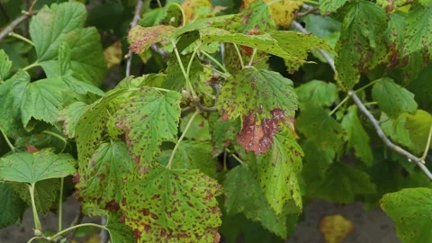 Currant leaves on a bush, close-up Stockbeeldmateriaal 306159988