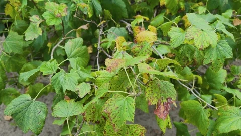 Currant leaves on a bush, close-up Stock Footage 306160066