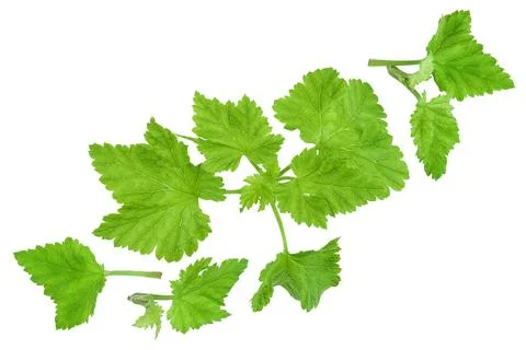 Currant leaves isolated on white background. Top view. Flat lay Stock Photos