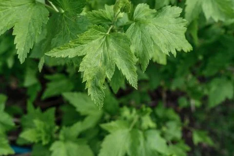 Currant leaves. Stock Photos