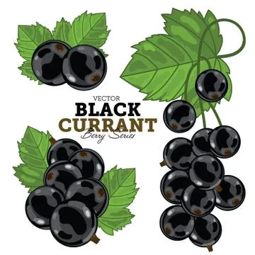 Currant with leaves on white background Stock Illustration