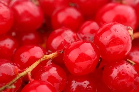 Currant macro Stock Photos