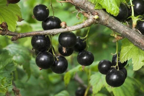 Currant 스톡 사진