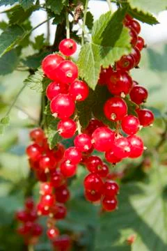 Currant Stock Photos