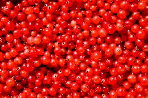 Currant Stock Photos