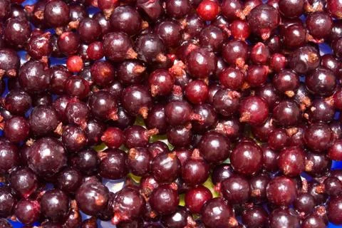 Currant Stock Photos