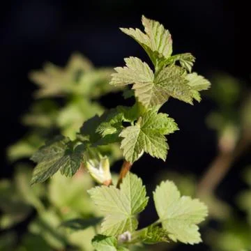 Currant Stock Photos