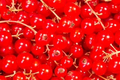 Currant Stock Photos