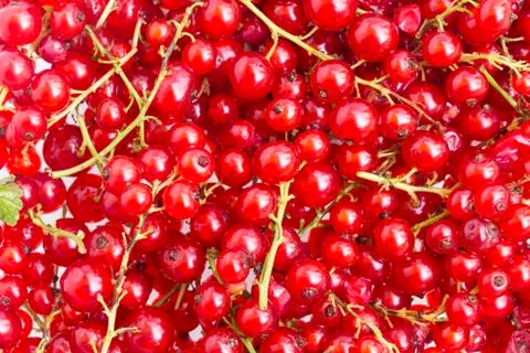 Currant Stock Photos