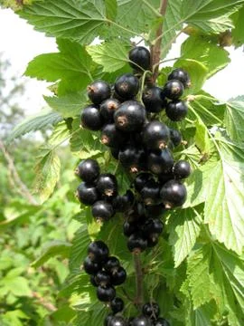 Currant Stock Photos
