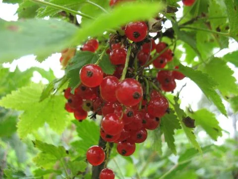 Currant Stock Photos