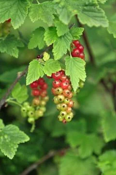 Currant plant Stock Photos