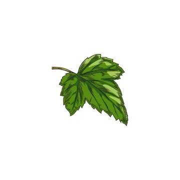 Currant plant single green leaf hand drawn sketch vector illustration isolated. Stock Illustration