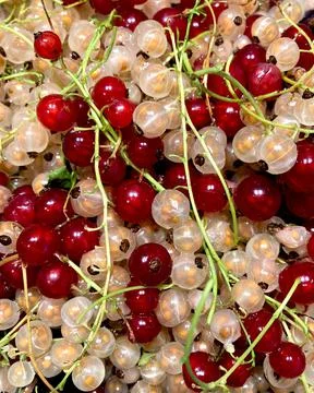 Currant red and white, close-up. Stock Photos