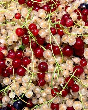 Currant red and white, close-up. Stock Photos