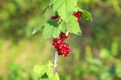 Currant red berries Stock Photos
