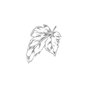 Currant single leaf image sketch or engraving vector illustration isolated. Illustrazione stock