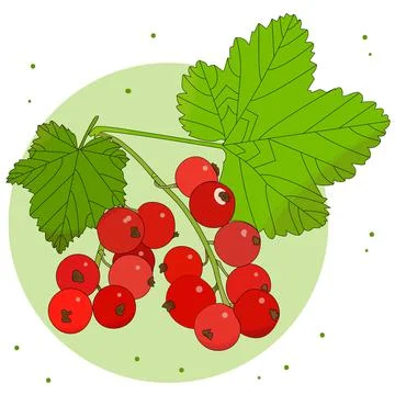 Currant sprig Stock Illustration