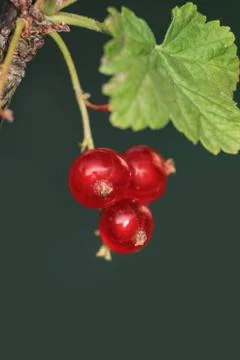 Currant in tree 스톡 사진