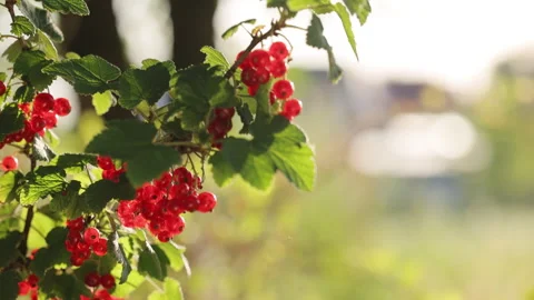 Currant tree, picking ripe currants in the orchard. Close up woman hand picking Stockbeeldmateriaal 337904504