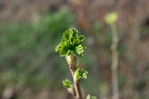 Currant twig with young leafs Stock Photos
