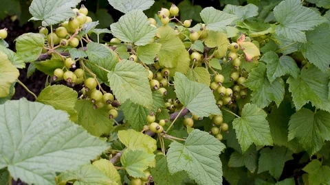 Currants absorbs the sun's rays Stock Footage 92088788