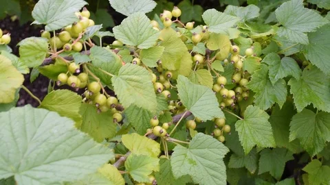 Currants absorbs the sun's rays Stock Footage 92088811
