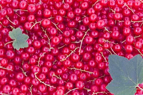 Currants background Stock Photos