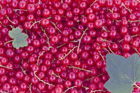 Currants background Stock Photos