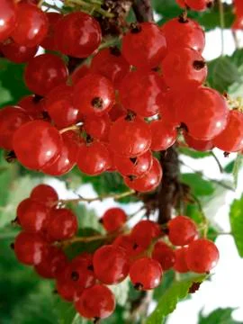 Currants, close up Stock Photos