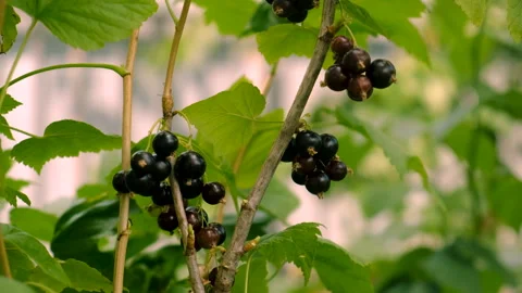 Currants growing in the garden. Selective focus. Stock Footage 274355541