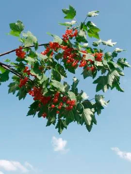 Currants growing outside Stock Photos