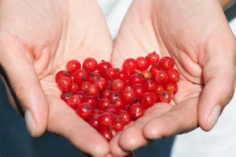 Currants in the hands Stock Photos