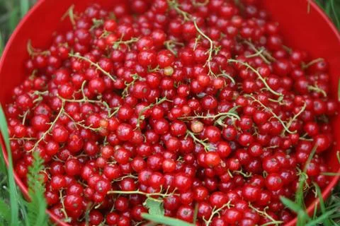 Currants Stock Photos