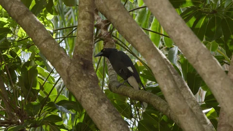 Currawong bird rests in tree, wind blowing Stock Footage 289347489