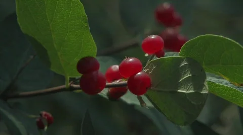 Current bush Stock Footage