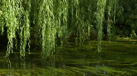 Current of the forest river Stock Footage 56564735